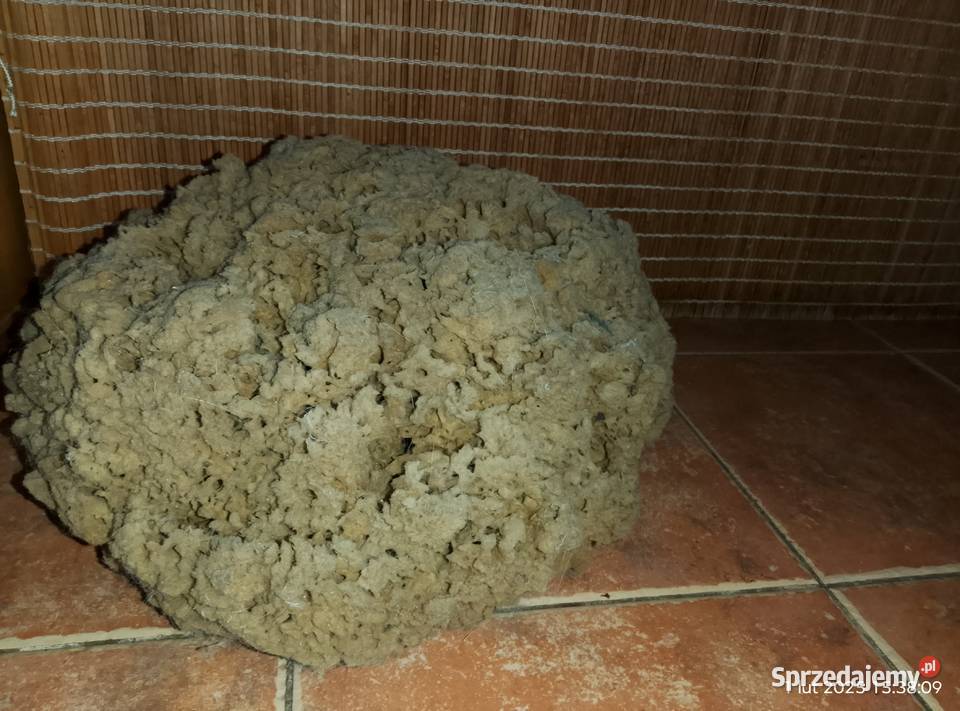 Muszle i gąbki morskie lubuskie Gniewoszyce