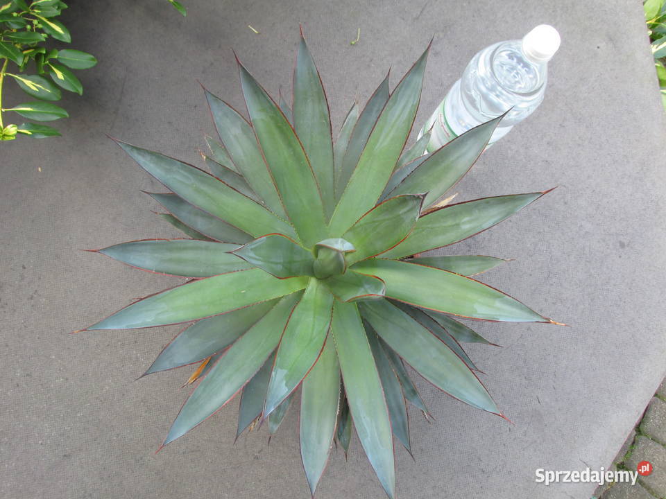 Prześliczna dorosła agawa z czerwonymi brzegami Kraków