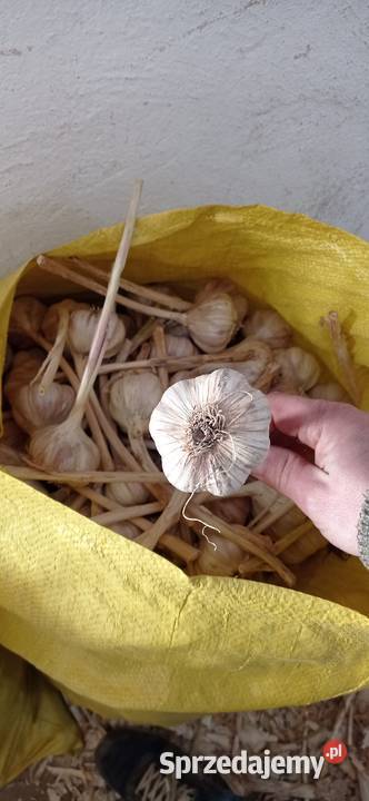 Sprzedam czosnek Słomniki sprzedam