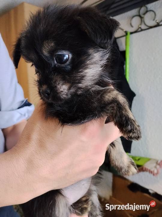 Suczki matki shih tzu Ciężkowice