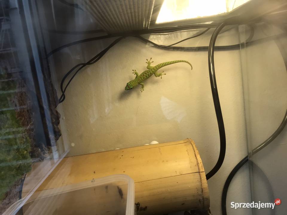 Phelsuma madaskarska Bochnia