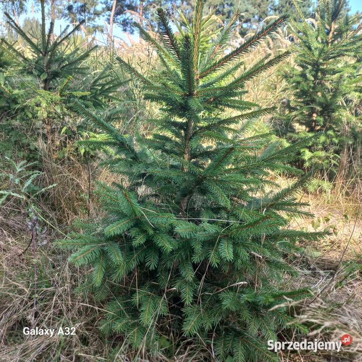 Choinki na Boże Narodzenie 2025 Poznań i DARMOWA