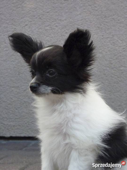 papillon suczka ZKwp łódzkie Bełchatów