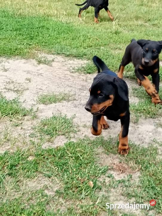 Dobermany szczeniaki mocne Ostrów Mazowiecka
