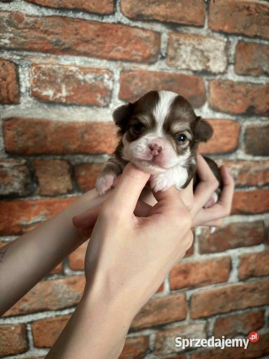 Chihuahua długowłosa suczka Strzelce Opolskie sprzedam