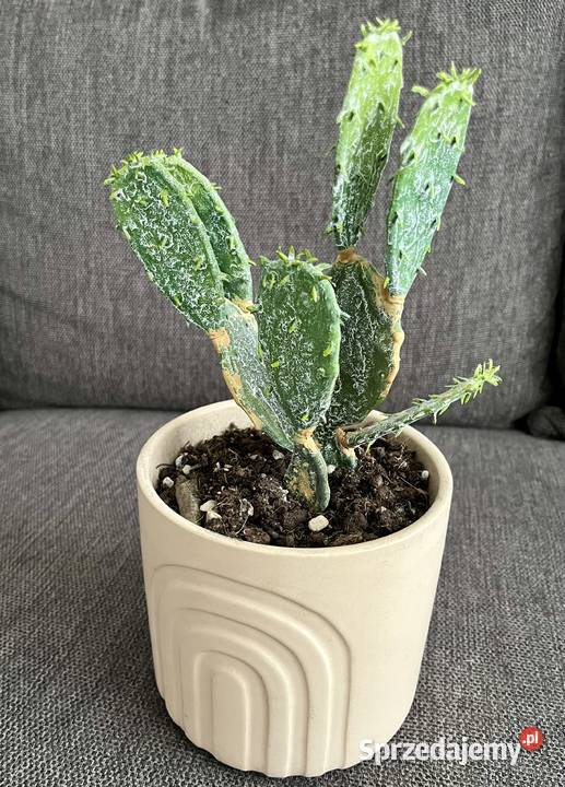 Sztuczny kaktus w doniczce roślina opuncja Sztuczne kwiaty i owoce Warszawa
