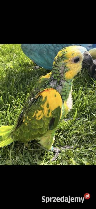 Papuga Amazonka Xanthopteryx małopolskie Kęty sprzedam