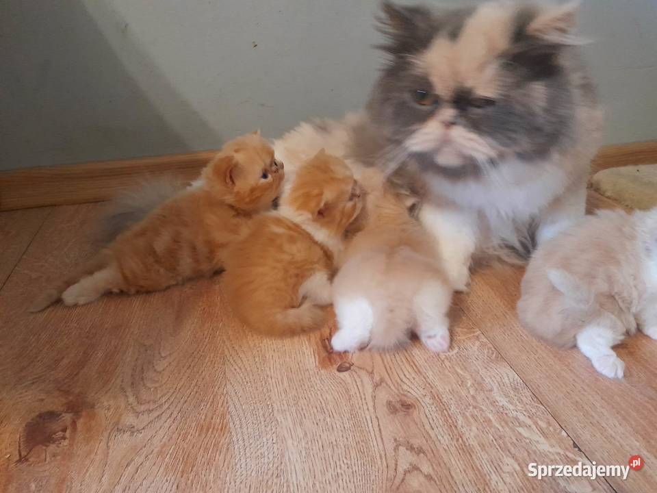 Kocurek perski pers kot Szyk