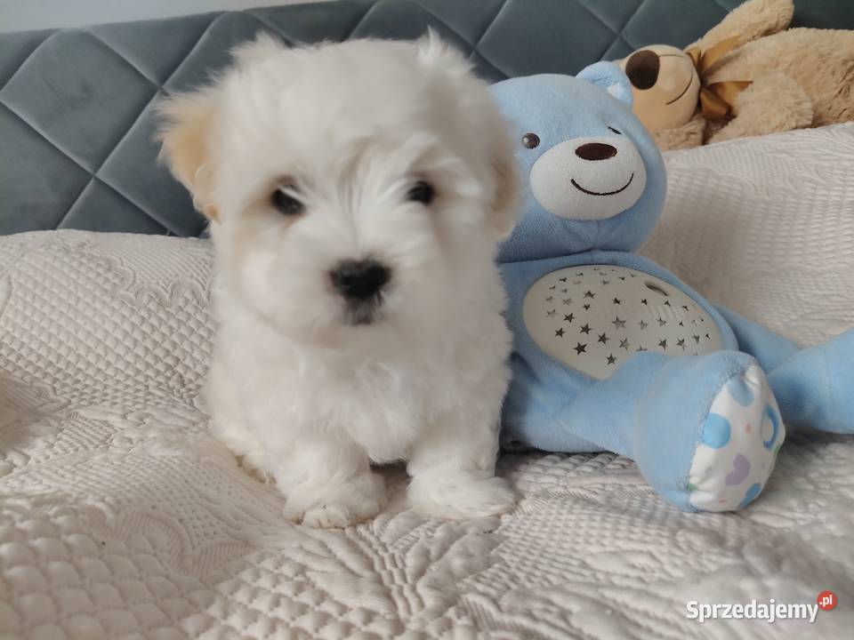 Coton de Tulear szczenięta z rodowodem Pozostałe Inowrocław sprzedam