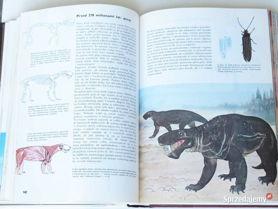 Larousse Ziemia Rośliny Zwierzęta Kultura i Rozrywka Kraków