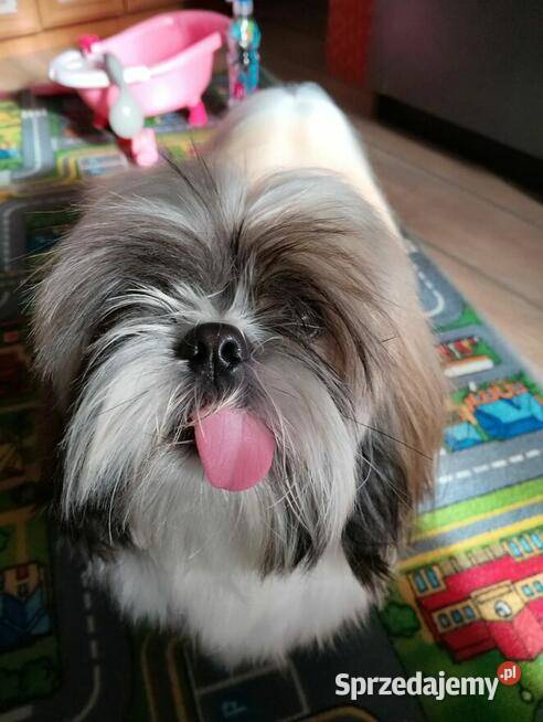 Sprzedam psa Shih tzu Andrychów