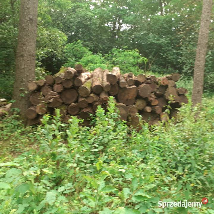 Drewno kominkowe akacja czeremcha dolnośląskie Brzeg Dolny