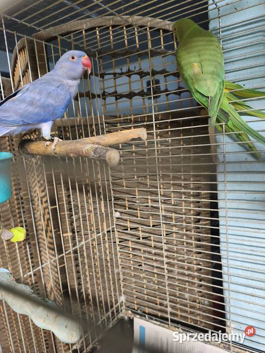 Aleksandretty Obrożne Poznań