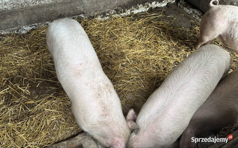 Świnie tucznik 7080 Puławy