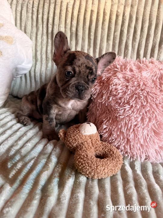 Buldog francuski Częstochowa