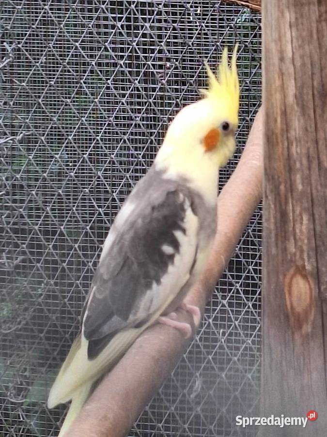 Nimfy młode szeki z 2025roku Ptaki Szubin sprzedam