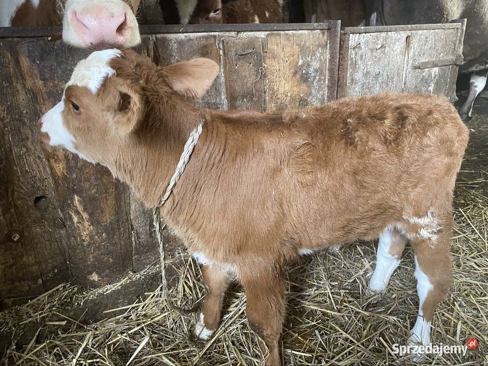 Jałóweczka cerwono biała Giełczew-Doły