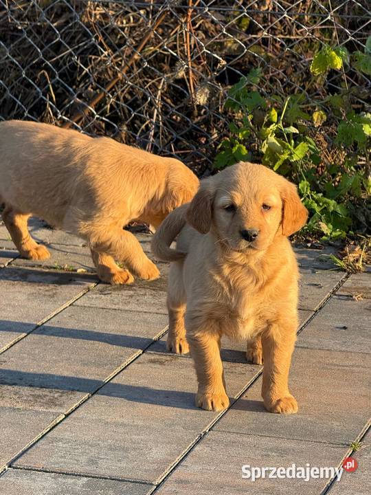 Szczeniaki Golden retriever Kielce sprzedam