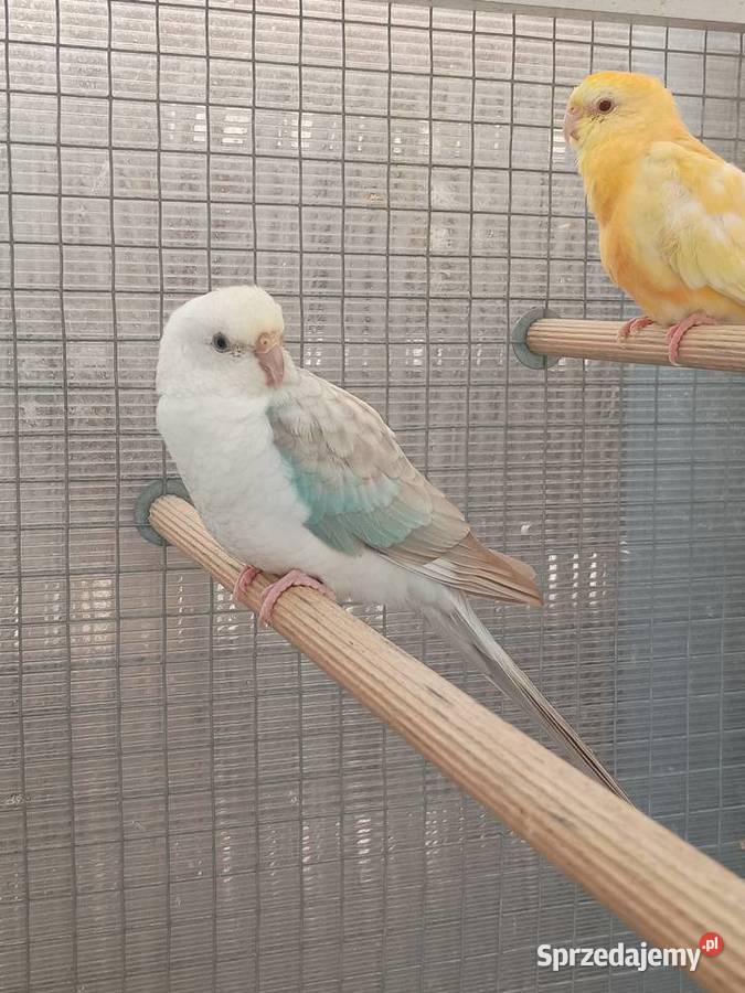 Świergotki para Kąty Wrocławskie