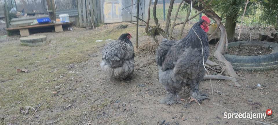 Jajka lęgowe kochin olbrzymi Tokarówka sprzedam