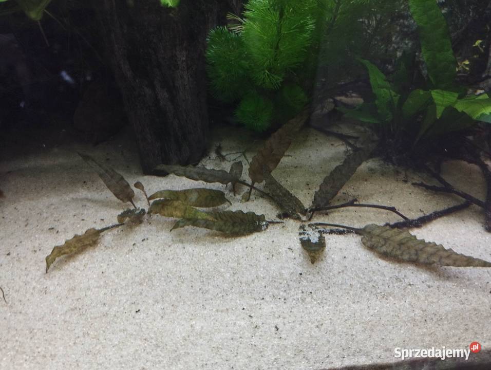 Anubias Akwarystyka świętokrzyskie Wygoda