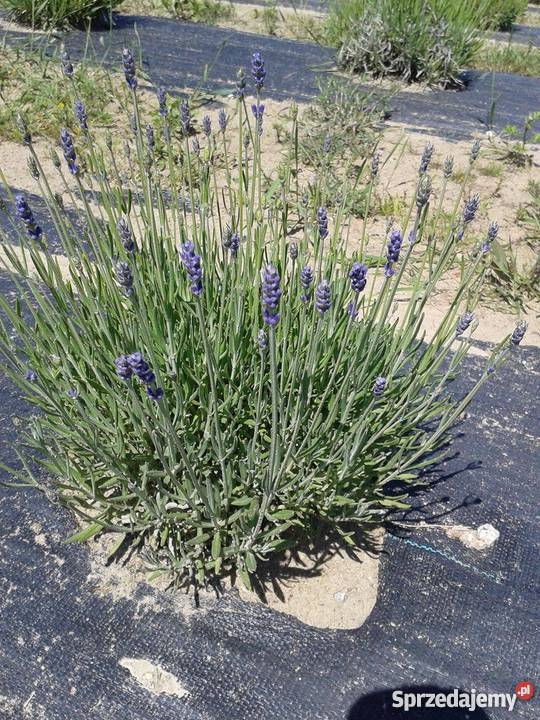Sprzedam sadzonki lawendy HIDCOTE i BLUESCENT Okonek