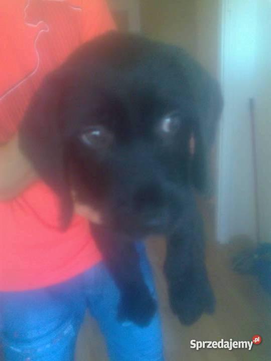 Beagle szczeniak Ostrów Wielkopolski