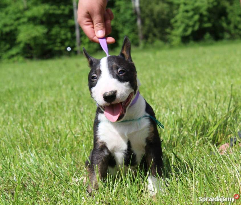Szczenięta bulterier miniaturowy mini bull Białystok