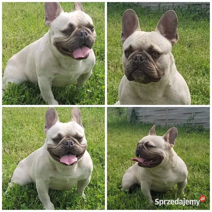 Buldog Francuski szczeniaki