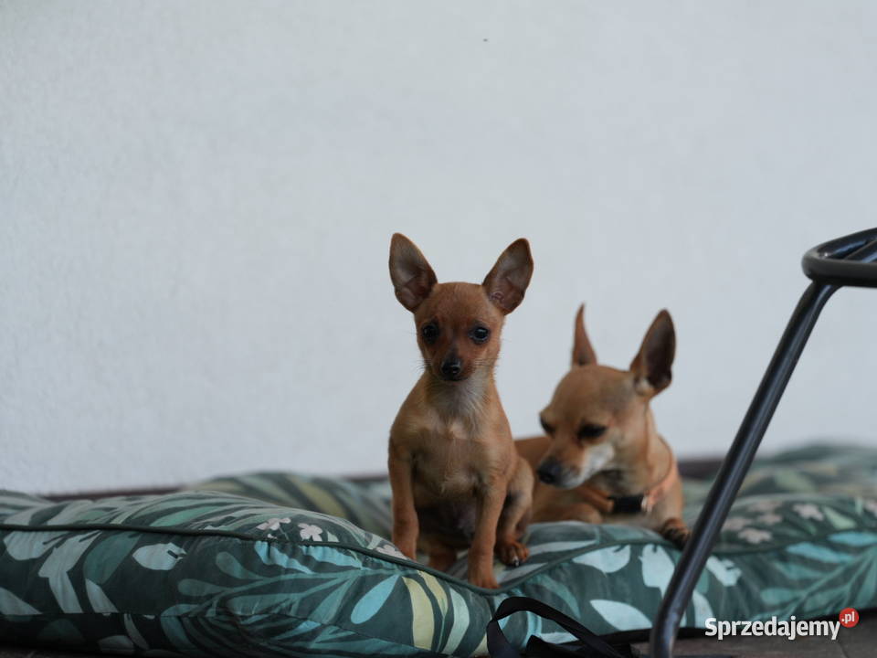 Pinczer miniaturowy XXS piesek ratlerek sarenka mazowieckie Myszyniec