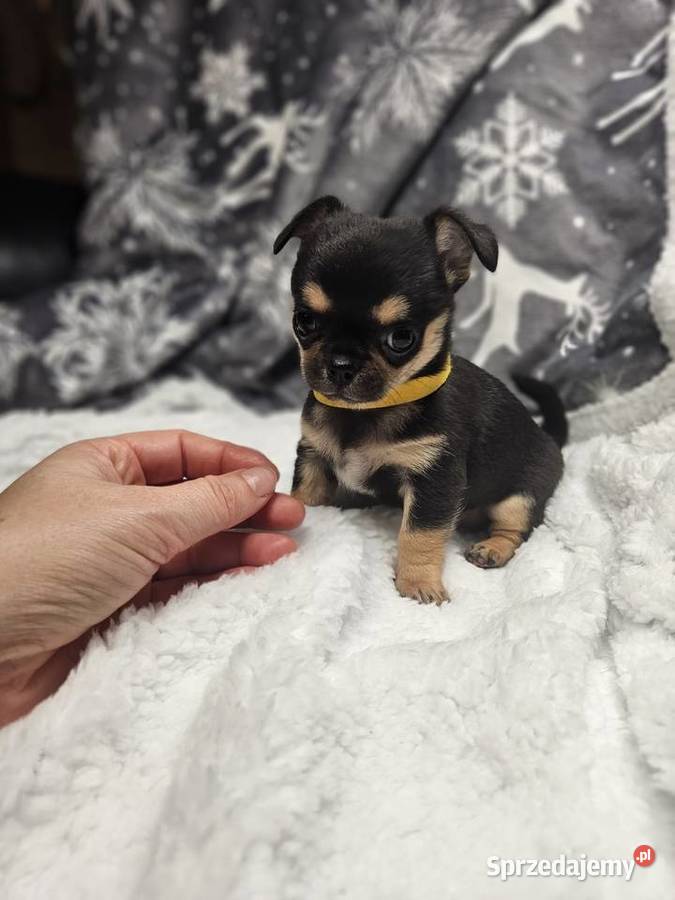 Dziewczynka chihuahua dolnośląskie