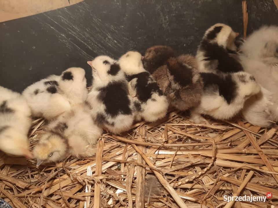 Kochin SILKA MAŁY 5 TYGODNI 4 Dni