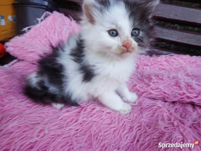 puchate syberyjskie kotki Tarnów