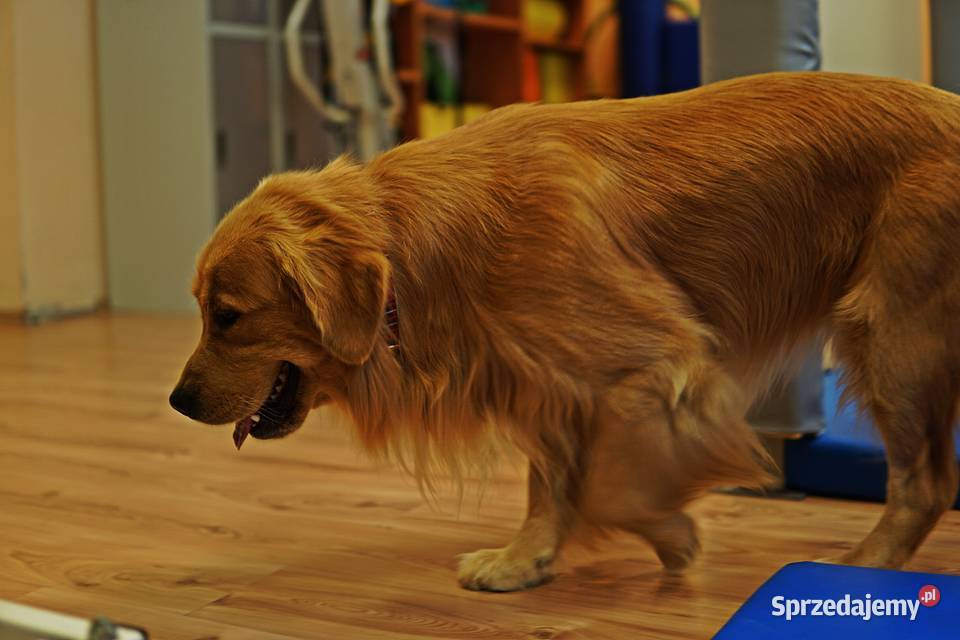 Szczeniak Golden Retriever Rzeszów sprzedam
