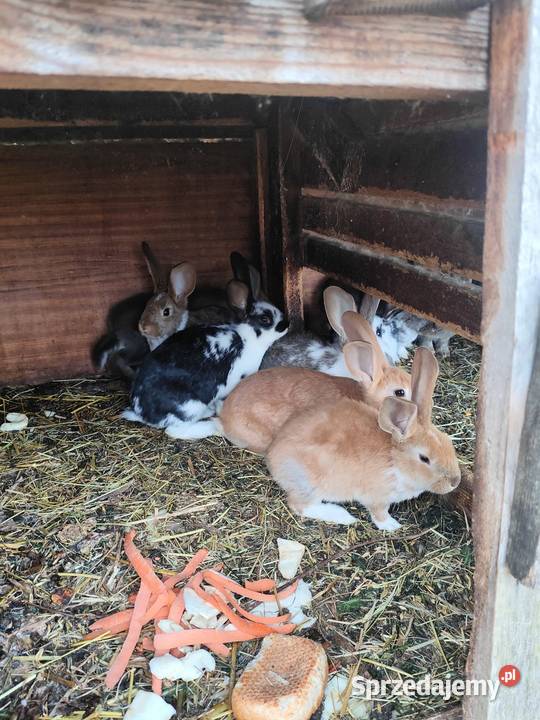 Młode króliki z 11 lutego Króliki Garwolin