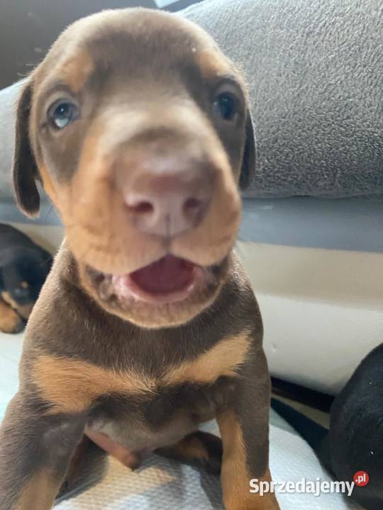 Doberman sprzedam