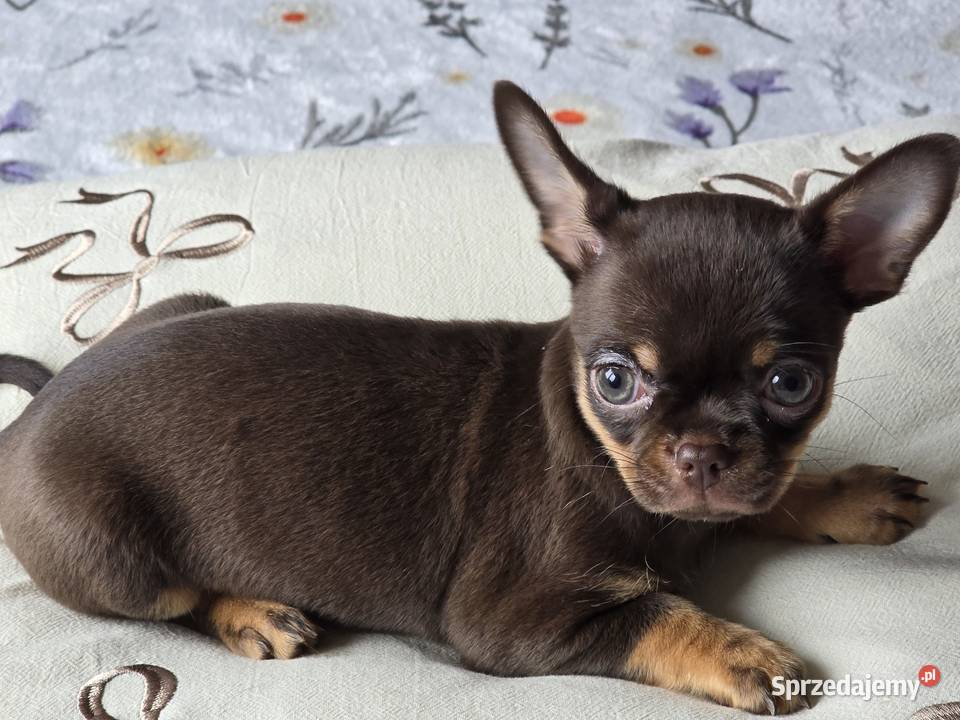 Chihuahua Czekoladowa Maleńka Salsa śląskie Wilkowice