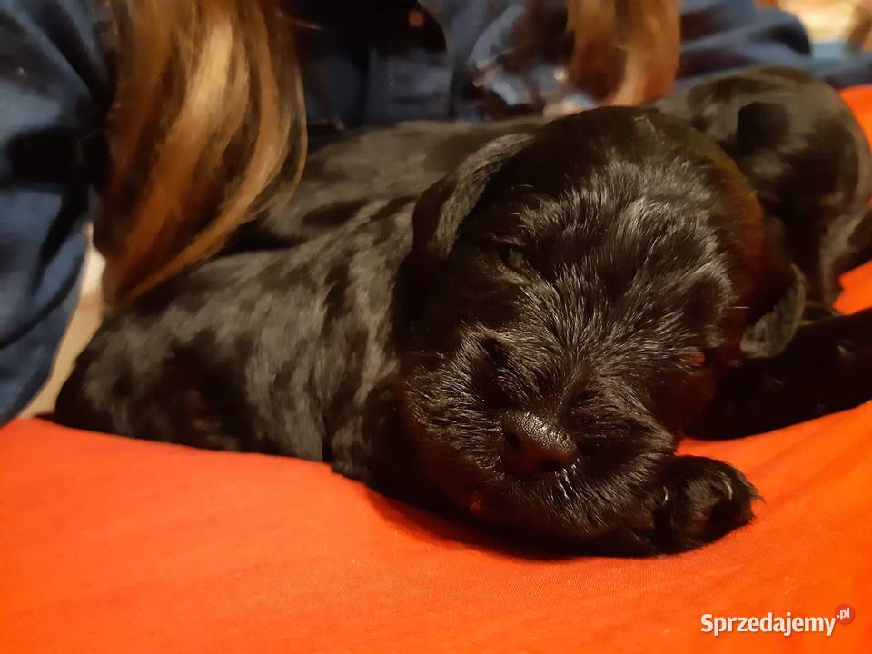 SZNAUCERY MINIATUROWE czarne urocze szczeniaczki małopolskie
