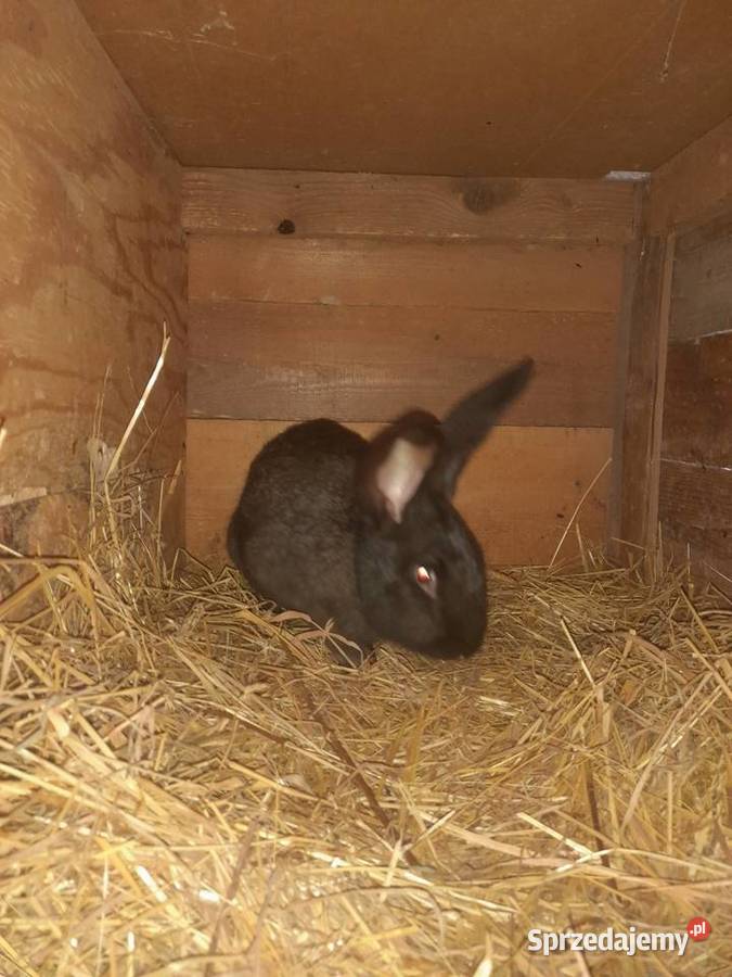 sprzedam królika samca Radlna