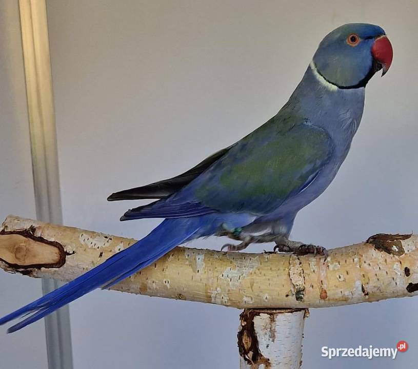 Aleksandretta obrożna łatwo się oswaja i można