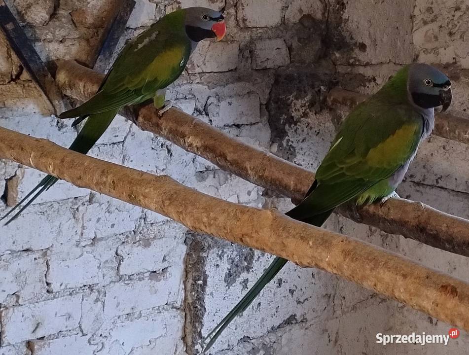 Papugi Aleksandretty chińskie Ptaki śląskie Wodzisław Śląski
