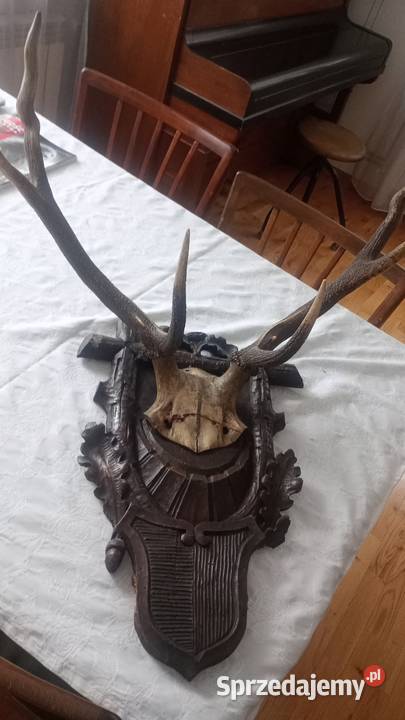 Poroże tanio Antyki Przemyśl sprzedam