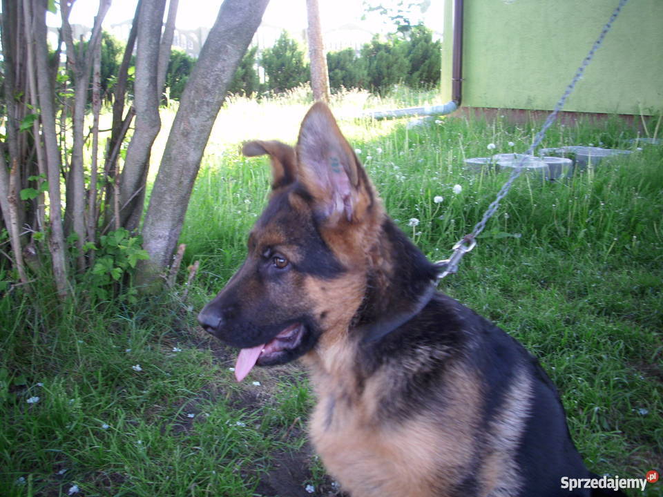 Owczarek niemiecki hodowla WanHen Skoki