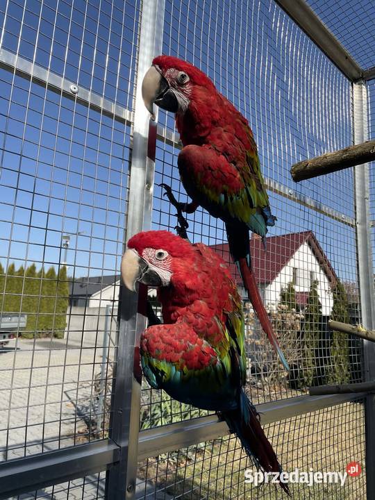 Ara Chloroptera oswojone ptaki Rakoniewice