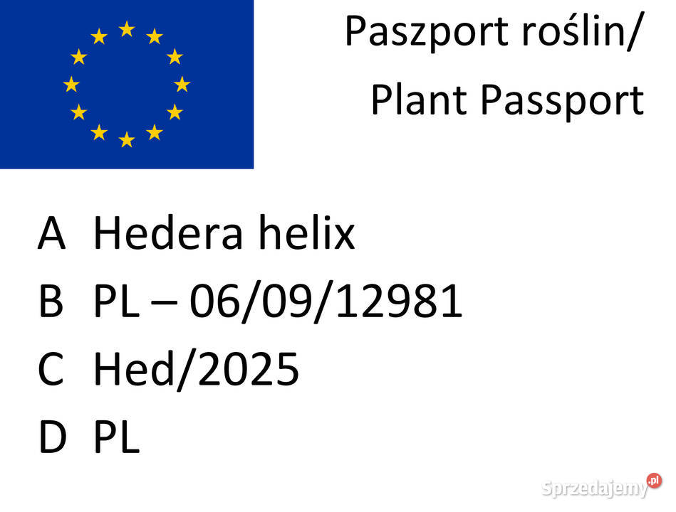 Bluszcz Hedera Helix zimozielony pnący