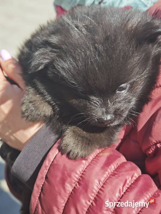 Szpic Miniaturowy Ciechanowiec sprzedam