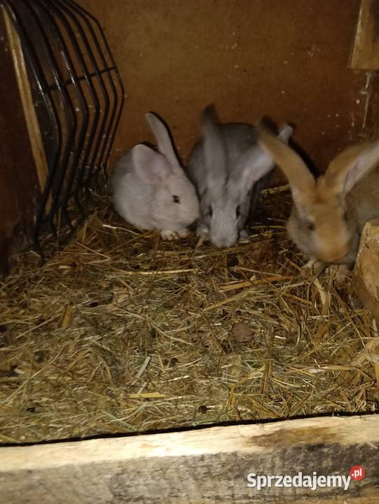 Sprzedam króliki do dalszego chowu Dziewuliny