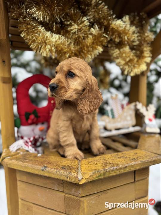 Cocker Spaniel Angielski piesek sunia z