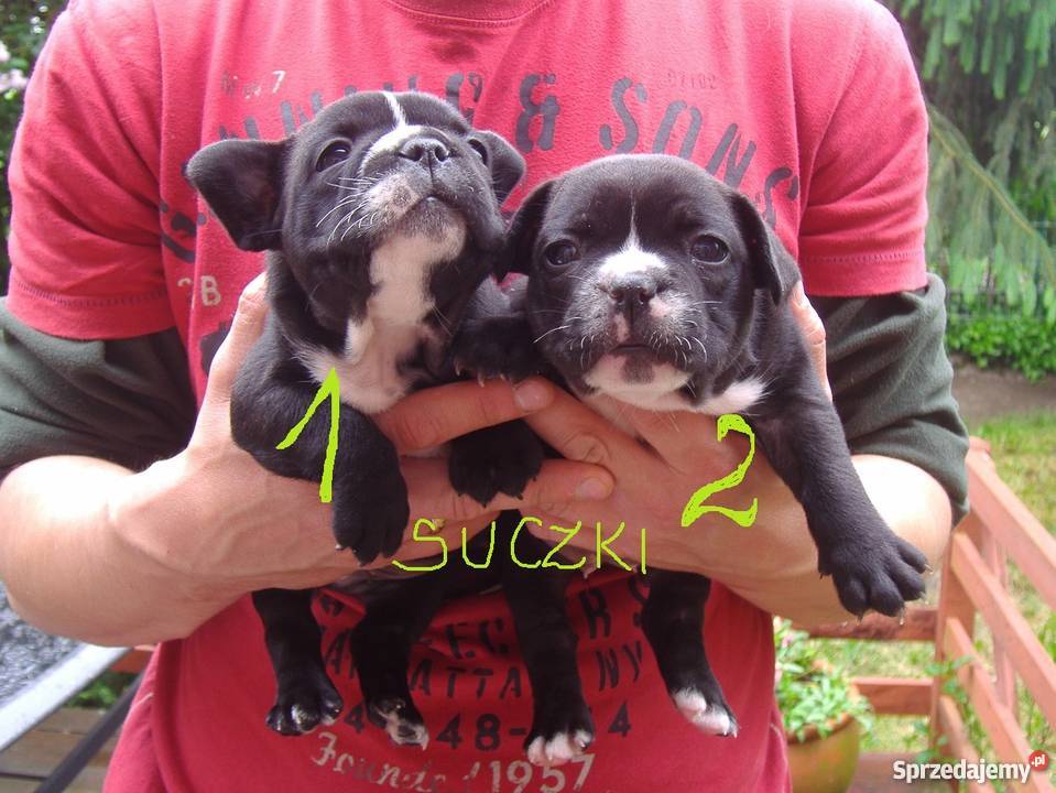 buldog francuski szczenięta ZACHODNIOPOMORSKIE Psy Zwierzęta zachodniopomorskie Stargard Szczeciński