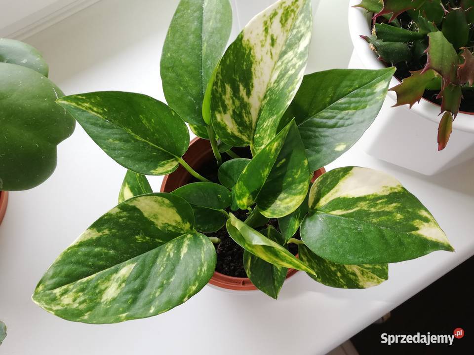 Scindapsus Epipremnum Aureum złociste złote w zachodniopomorskie Szczecin